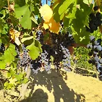 La Giribaldina Winery & Фермерский дом *