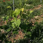 Agroturismo La Giribaldina Winery & Calamandrana