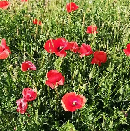 Agroturismo La Giribaldina Winery &