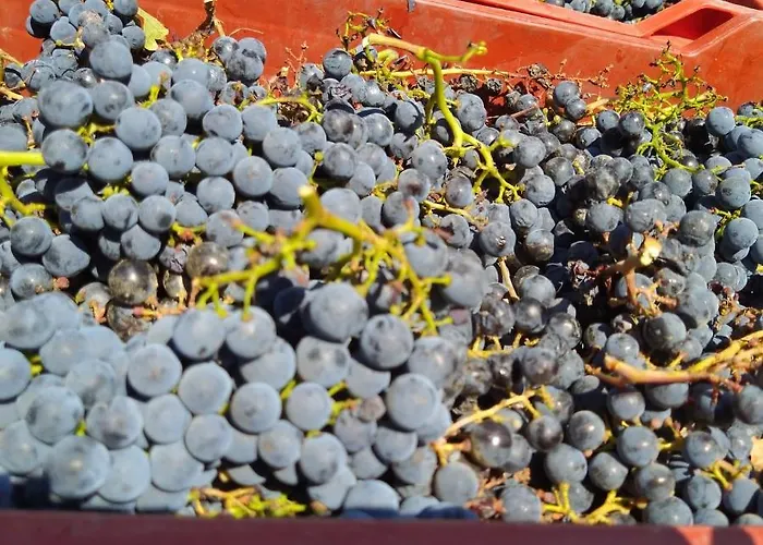 팜스테이 La Giribaldina Winery & 칼라만드라나