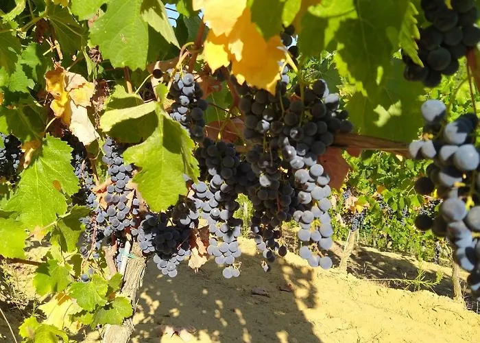 La Giribaldina Winery & 팜스테이 *