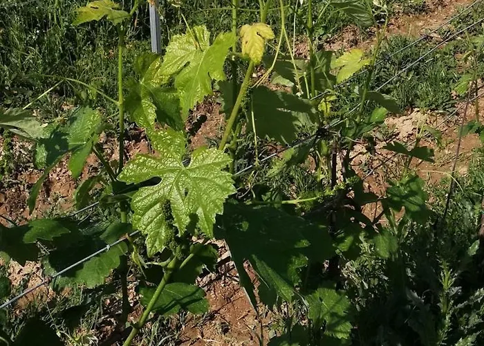 팜스테이 La Giribaldina Winery & 칼라만드라나