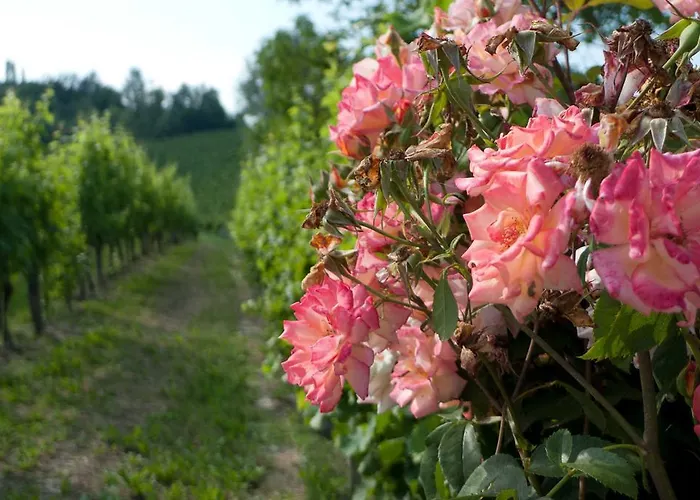 팜스테이 La Giribaldina Winery & *